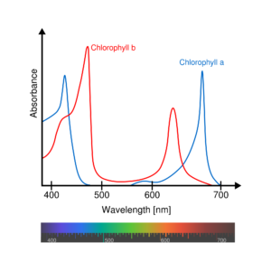 2000px-Chlorophyll_ab_spectra-en.svg