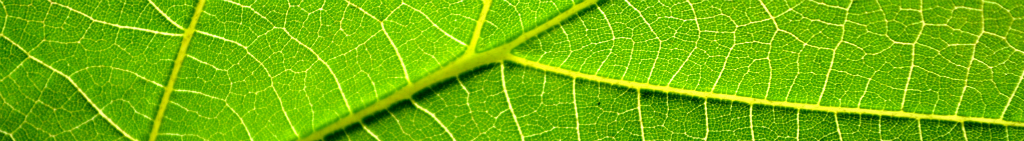 leaf_veins_1024x141