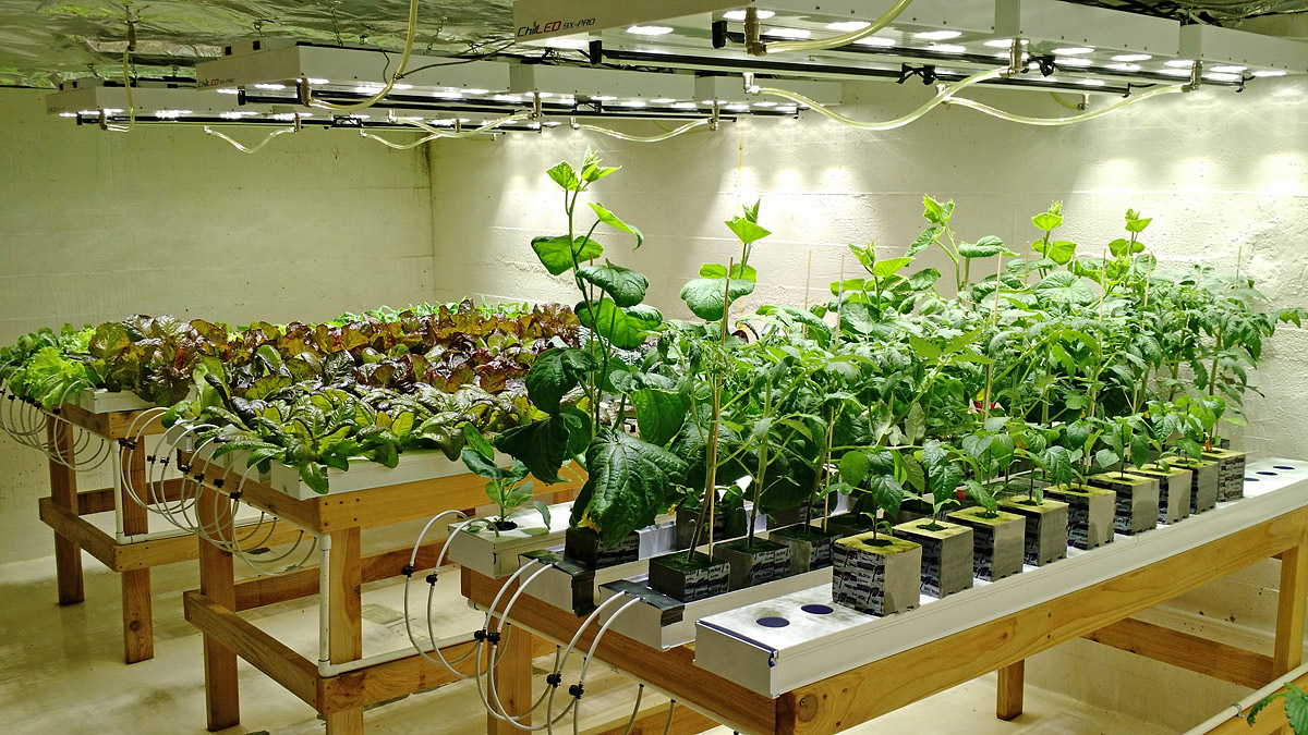 LED Grow Light Yield Indoor Growing