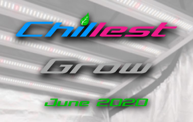 Chillest Grow – June 2020