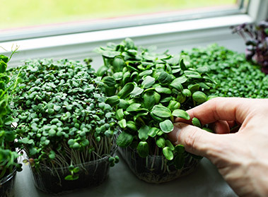 A Beginner’s Guide to Microgreens