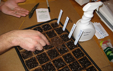Starting Garden Seeds Indoors