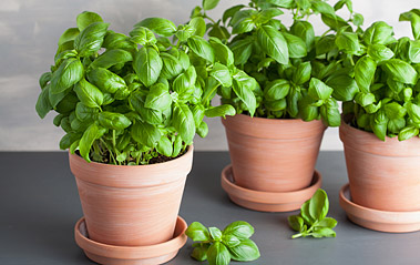 Indoor Gardening: The Many Benefits of Houseplants