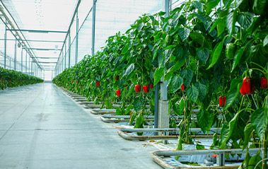 Indoor Farming – Plant Production of the Future