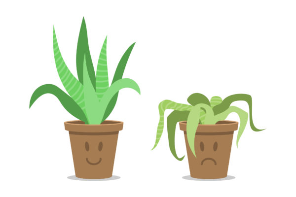 What Your Plants Are Trying To Tell You