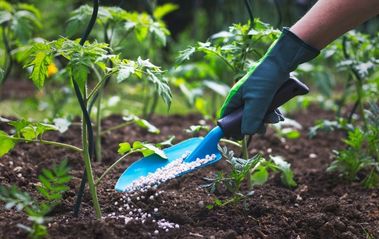 Gardening With Synthetic Vs. Organic Fertilizers