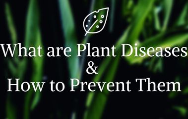What Are Plant Diseases And How To Prevent Them?