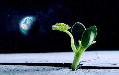 Lunar Gardens – Is It Possible to Grow Plants in Outer Space?