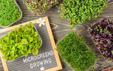 What to Avoid When Growing Microgreens