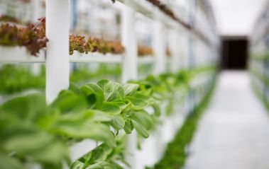 Vertical Farms Using LEDs Are Sprouting Up To Help Feed The Future