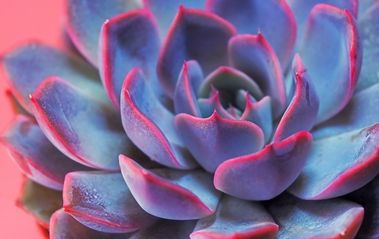 Easy Guide To Treating White Mold On Succulent Plants