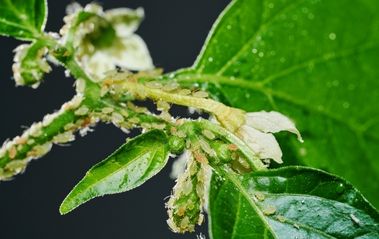 How To Avoid And Get Rid Of Aphids On Your Plants